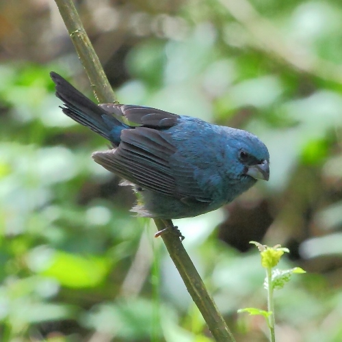 Glaucous-blue grosbeak